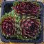 Sempervivum sp.09-Kövirózsa