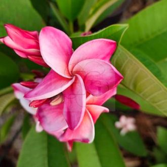 Plumeria rubra "Hip Hip Hooray" (NUI)