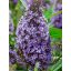 Buddleja Davidii "Butterfly Candy Little Sweetheart"-Törpe nyáriorgona 