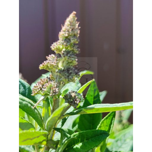 Buddleja Davidii "Butterfly Candy Little Sweetheart"-Törpe nyáriorgona 