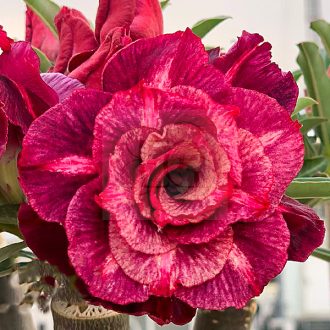 Adenium obesum "Pham Duy" (1023)