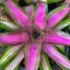 Neoregelia "Pink on the Inside"