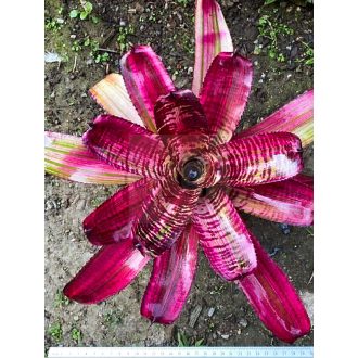 Neoregelia Precision Purple