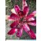 Neoregelia Precision Purple