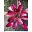Neoregelia Precision Purple