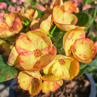 Euphorbia milii "Rar Kang Thong" (A39)