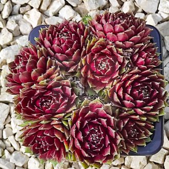 Sempervivum sp.12-Kövirózsa