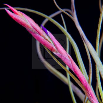 Tillandsia Baileyi XL  Tillandsia Baileyi XL