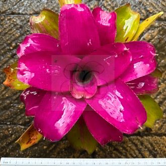 Neoregelia Lila 