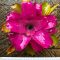 Neoregelia Lila 