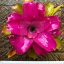 Neoregelia Lila 