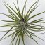 Tillandsia Kammii/L