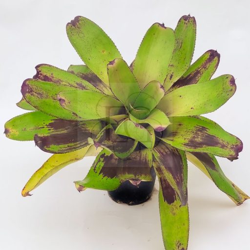 Neoregelia Painted Delight