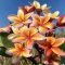 Plumeria rubra "Siri's Delight" magok
