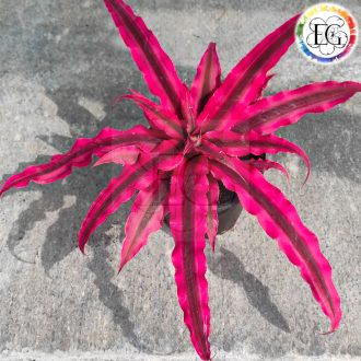 Cryptanthus Bivittatus Red