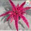 Cryptanthus Bivittatus Red