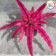 Cryptanthus Bivittatus Red