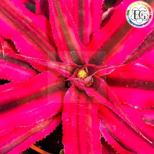 Cryptanthus Bivittatus Red