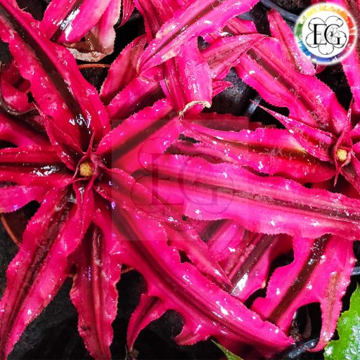 Cryptanthus Bivittatus Red