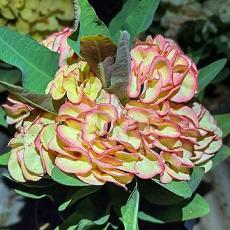 Euphorbia milii "Rub Ar Rhun" (A103)