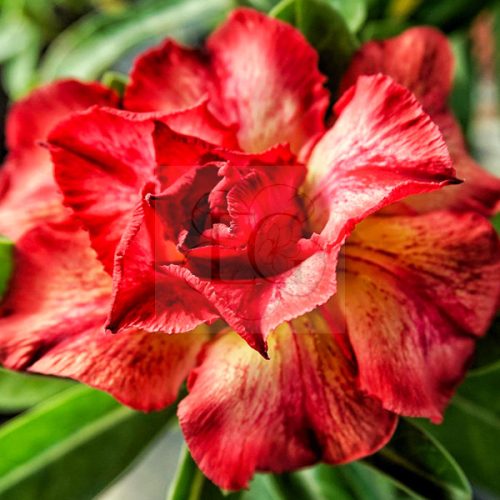 Adenium obesum (S-60)