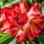 Adenium obesum (S-60)