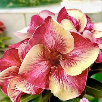 Adenium obesum "Season Of Love"-S-méret