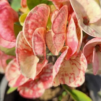 Euphorbia milii "Hybrid" (A99)