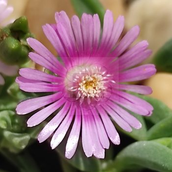 Delosperma Pink 03 Delosperma Pink 03