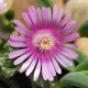 Delosperma Pink 03