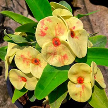 Euphorbia milii "Thong Lai Mar" (72) Euphorbia milii "Thong Lai Mar" (72)