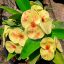 Euphorbia milii "Thong Lai Mar" (72)