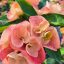 Euphorbia milii "Khieng Duen" (A27)