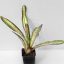 Neoregelia White Walker 