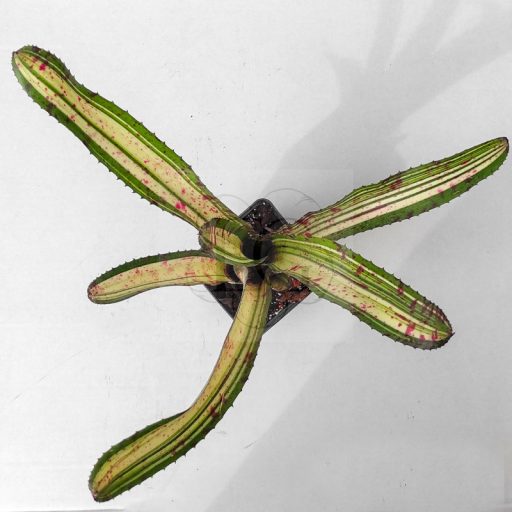 Neoregelia White Walker 