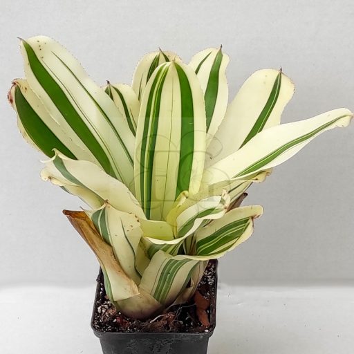 Neoregelia Blast