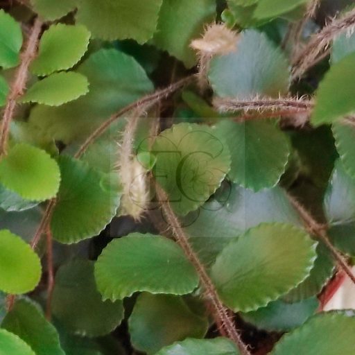 Pellaea Rotundifolia