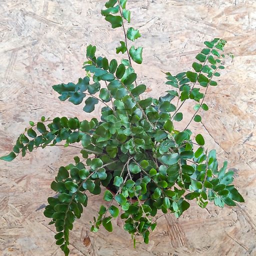 Pellaea Rotundifolia