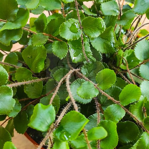 Pellaea Rotundifolia
