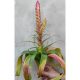 Tillandsia Samantha Tricolor/ L 