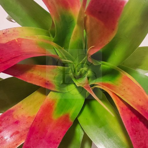 Tillandsia Samantha Tricolor/ L 
