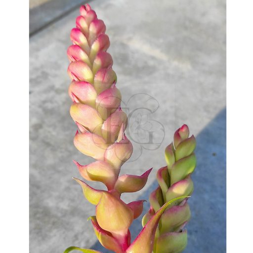 Tillandsia Samantha Tricolor/ L 