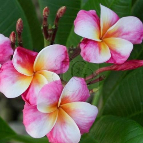 Plumeria rubra "Bliss"