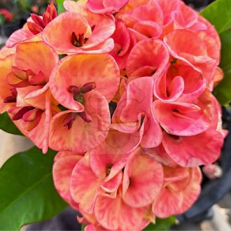 Euphorbia milii "Sri Kar Ang" (A73)