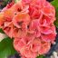 Euphorbia milii "Sri Kar Ang" (A73)
