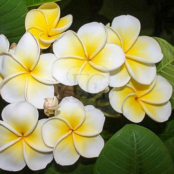 Plumeria rubra "Y-02" Plumeria rubra "Y-02"