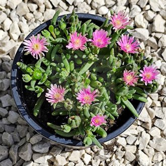 Delosperma "Pink-Mini"