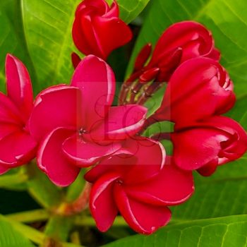 Plumeria rubra "VU's Elegante"
