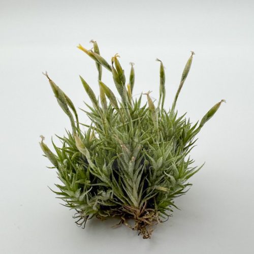 Tillandsia Tricholepsis Pulk