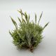 Tillandsia Tricholepsis Pulk